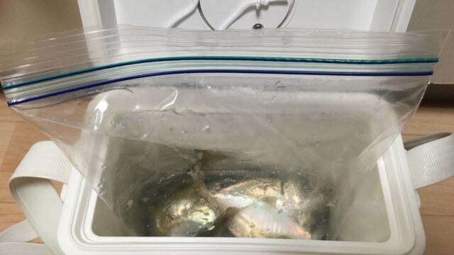 クーラーボックス内を汚さない工夫 フリーザーバッグに魚を入れてから収納すれば 釣行後の掃除が短時間で楽になるのでオススメ タレミミの釣りブログ