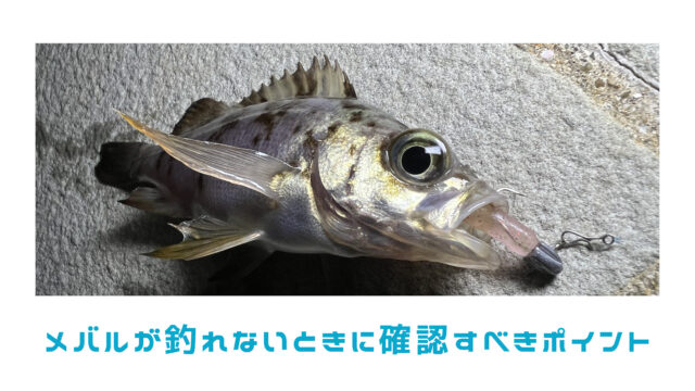 ナブラ ボイル ライズの違い タレミミの釣りブログ